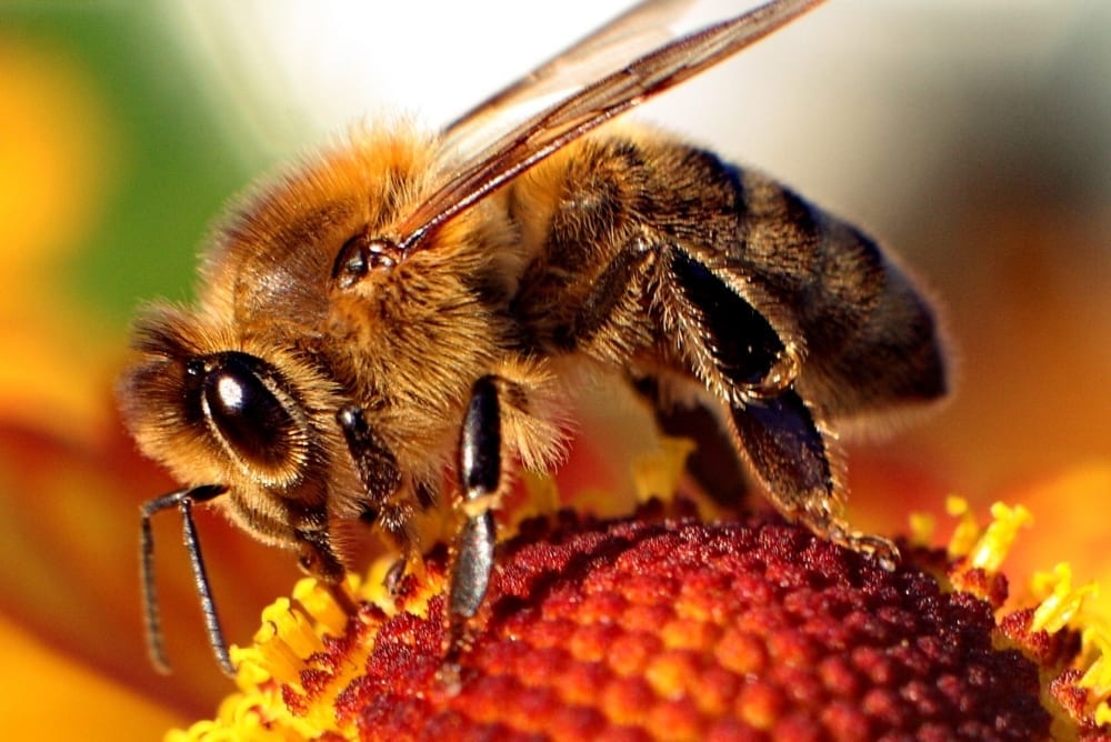 Bee in Arizona