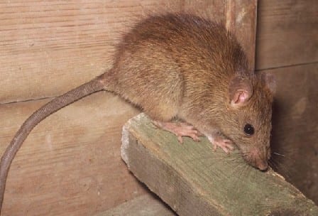 Roof rat in Phoenix