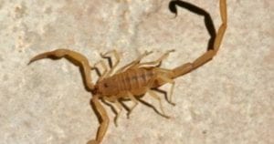 Arizona bark scorpion
