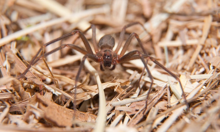 Brown Recluse Spider Phoenix