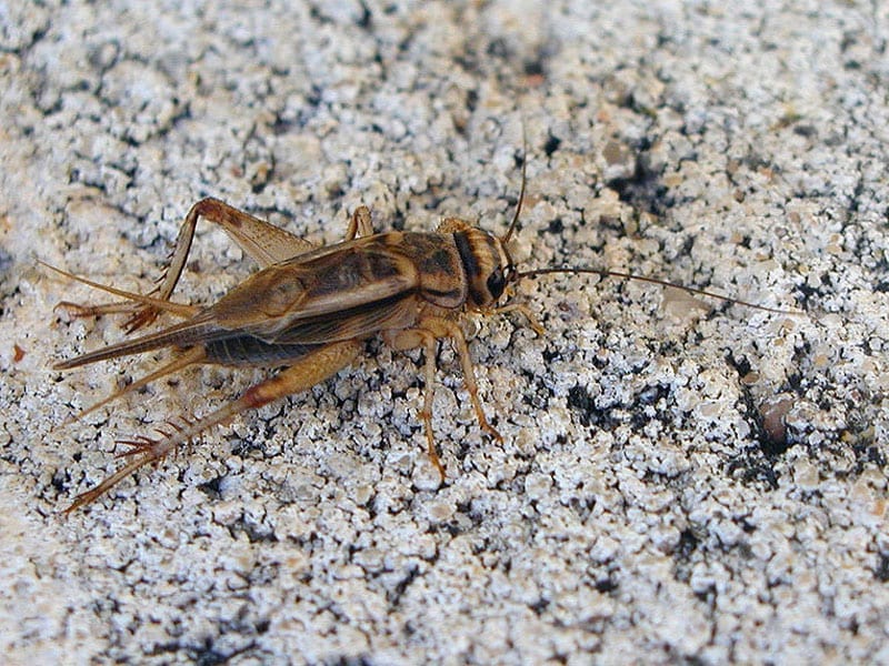 cricket in Phoenix