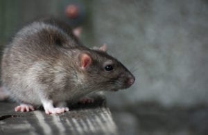 Norway rat in Phoenix