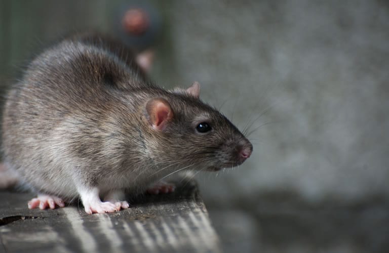 Norway rat in Phoenix