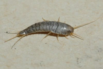 Silverfish Phoenix