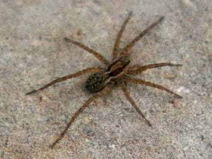 wold spider in phoenix