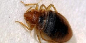 Arizona Bed Bug