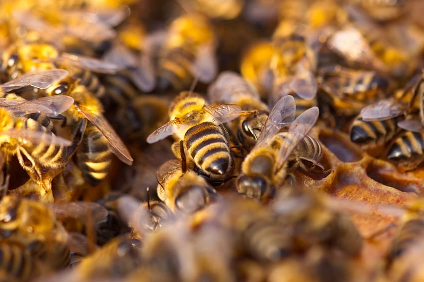 stinging insects in arizona