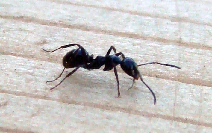 Arizona pest prevention specialists