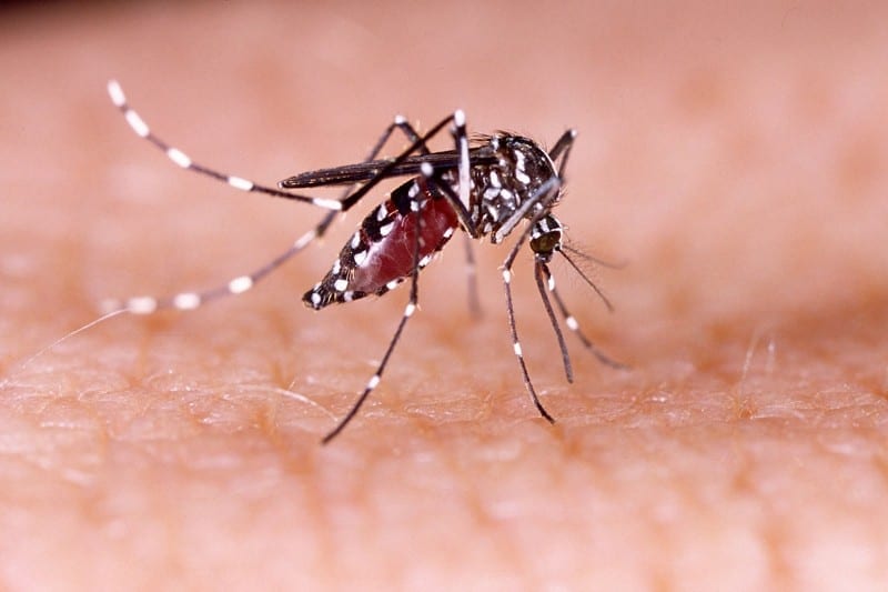 zika virus