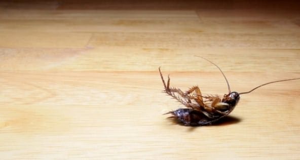 cockroach common pest
