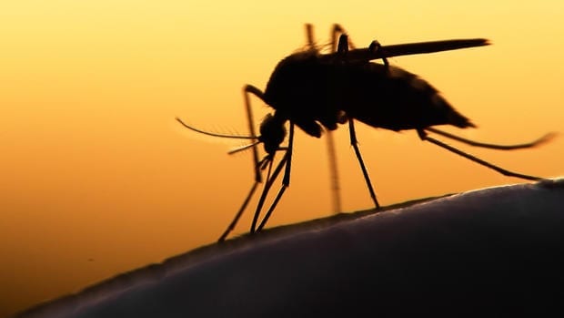 mosquito prevention