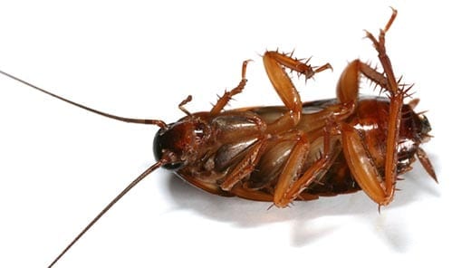 Cockroaches Bad For Your Home