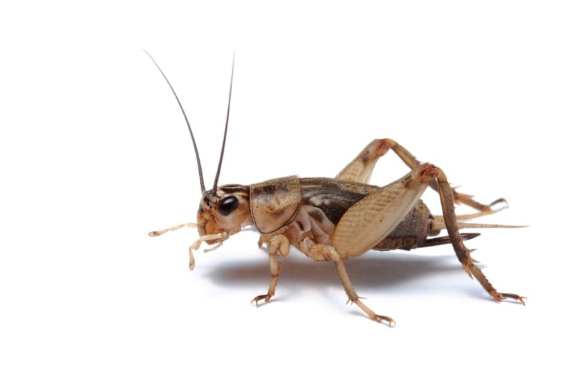 Arizona Cricket Pest Control