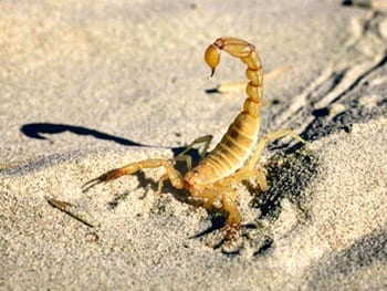 scorpion