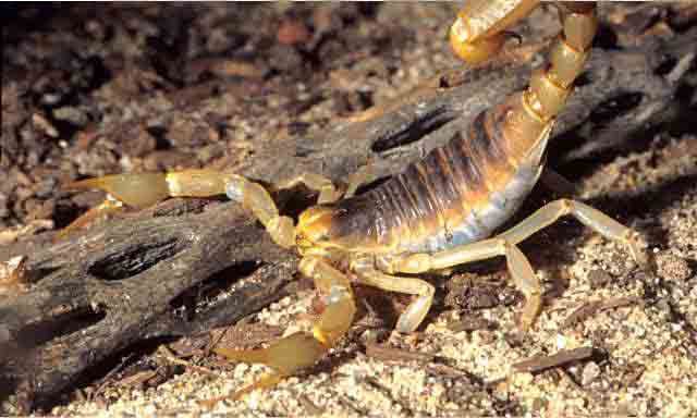 Scorpion Infestations