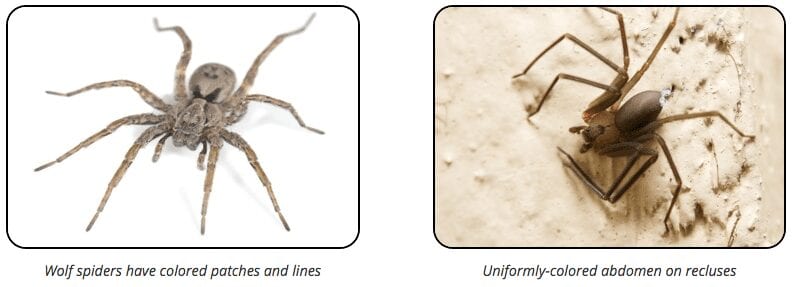 field wolf spider brown recluse size comparison