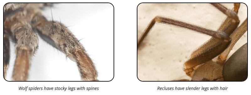 brown recluse wolf spider legs