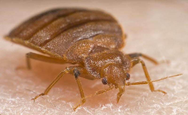 Bedbugs: Symptoms, treatment, and removal