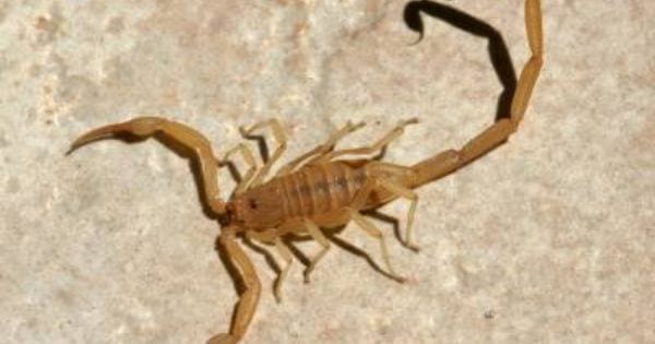 Arizona Bark Scorpion