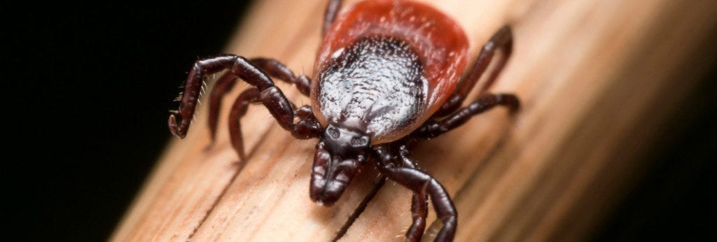 Tick Bites in Arizona