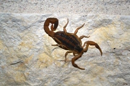 Stripped Bark Scorpion