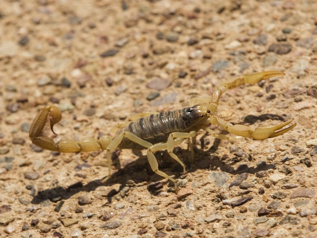 desert hairy scorpion vs bark scorpion