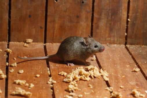 Arizona Mice
