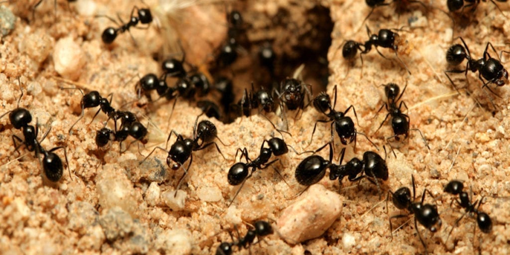 Little Black Ant Removal