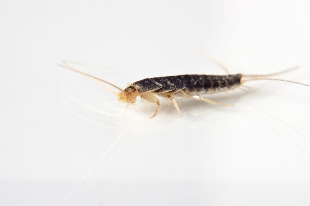 Arizona Silverfish Control