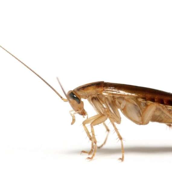 Why Roaches are Hard to Control