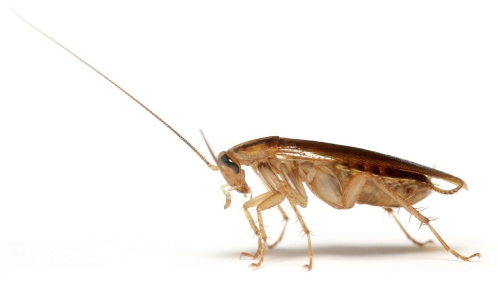 Why Roaches are Hard to Control