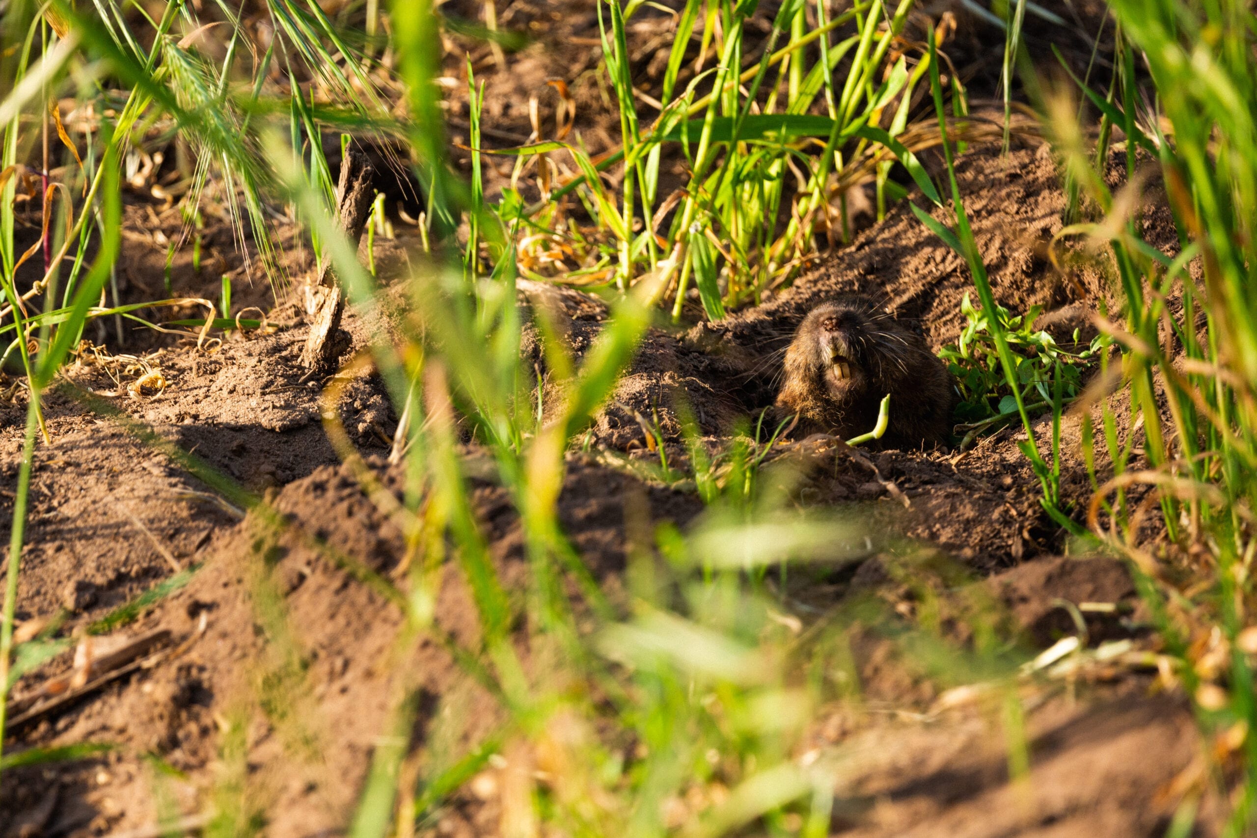 Gopher Damage