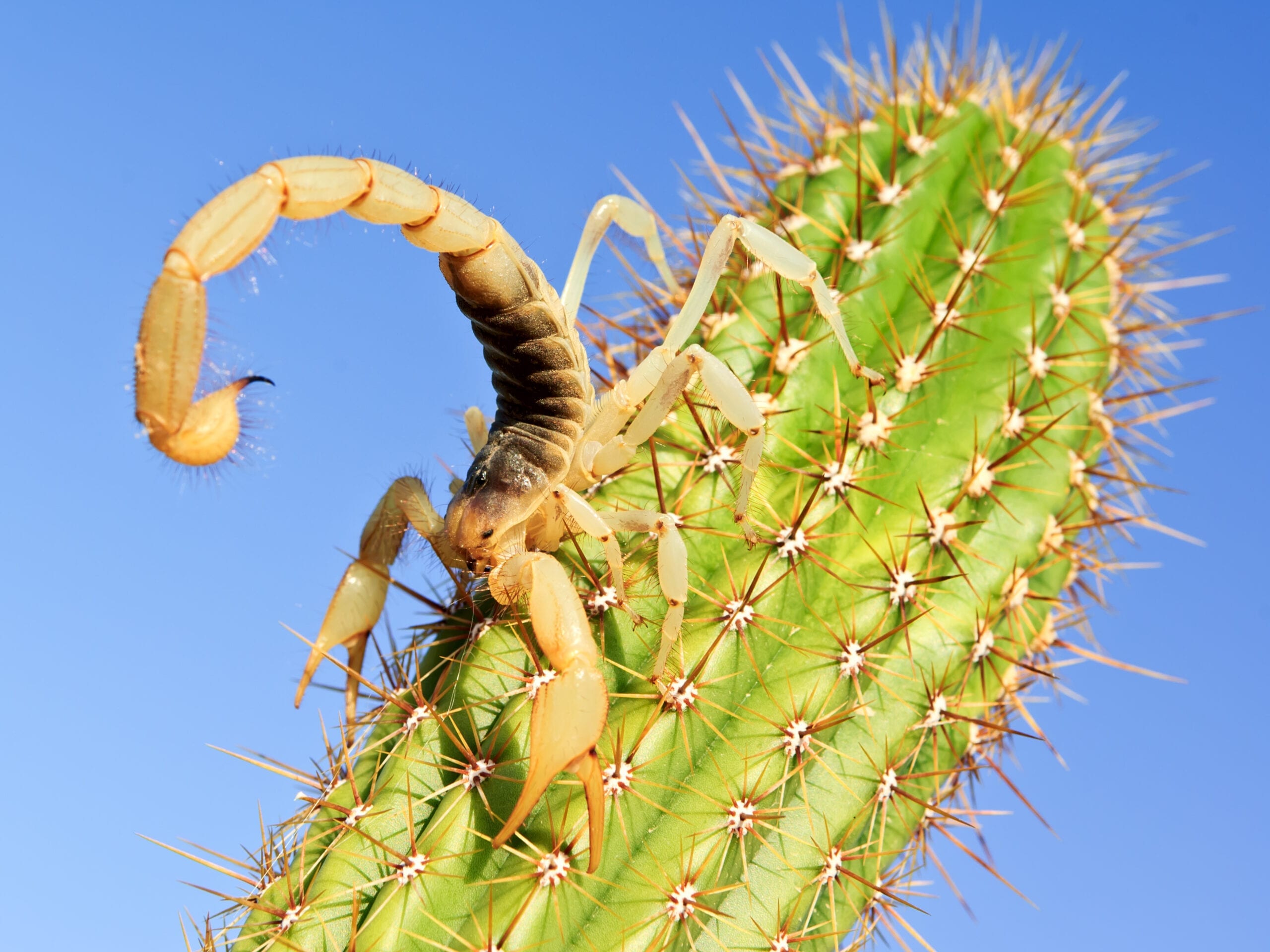 Desert Hairy Scorpion