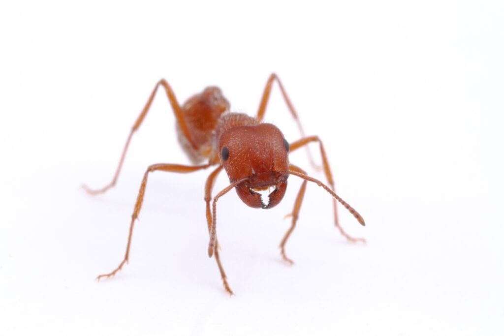 Maricopa Harvester Ant