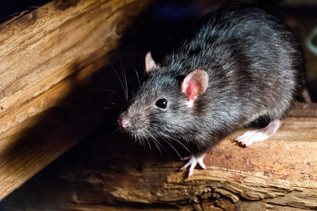 Roof Rat Pest Control