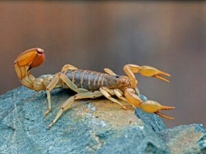 Stripe-Tailed Scorpion