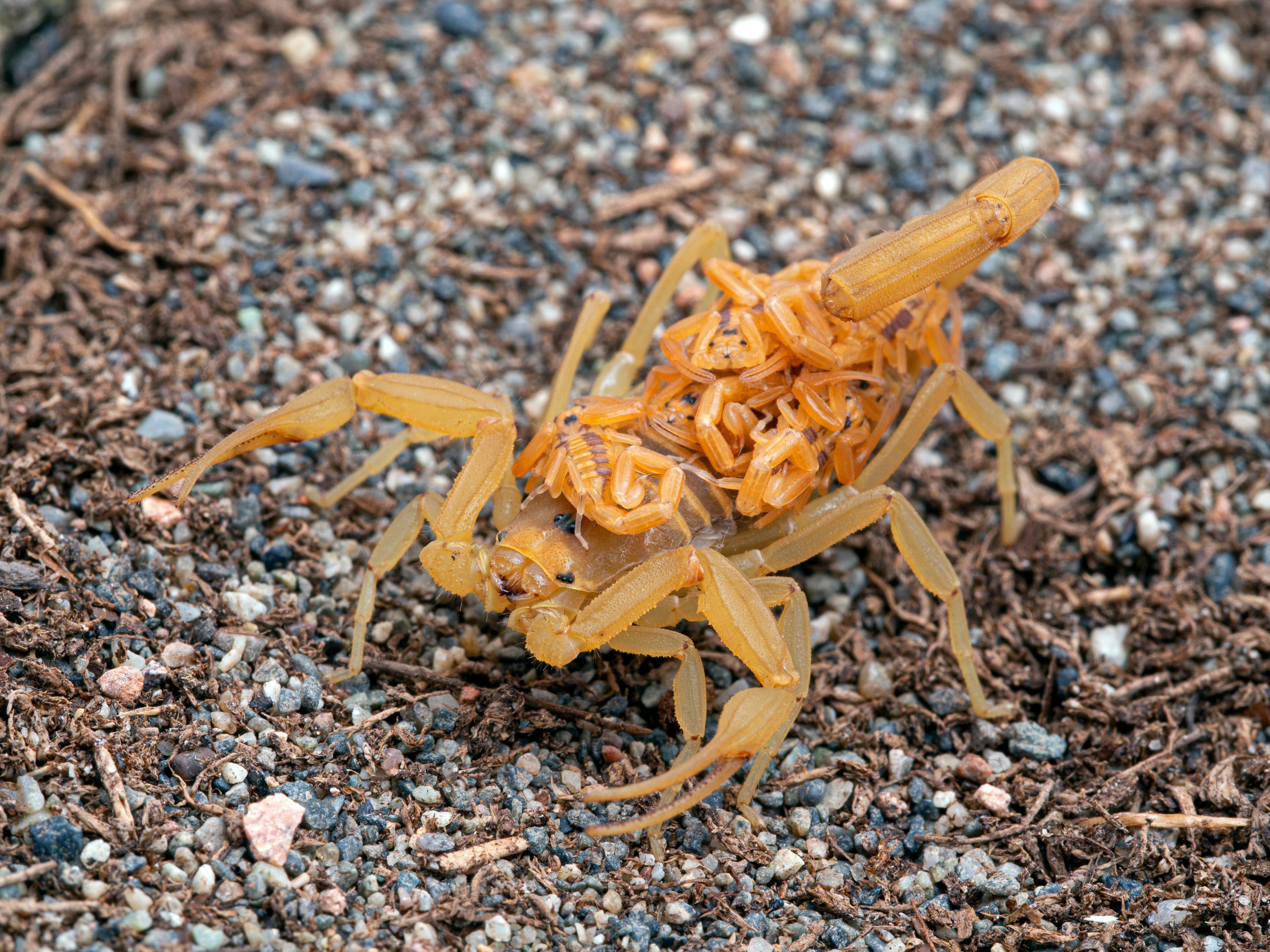 Scorpion Activity in Arizona