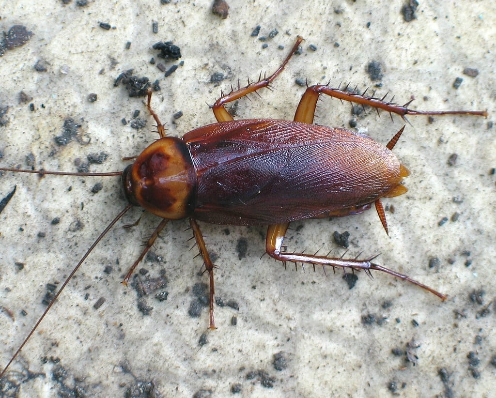 American Cockroach Phoenix Roach Control