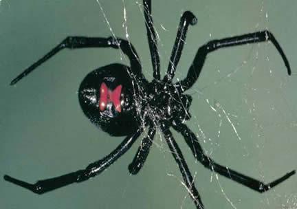 Female black widow spider in web