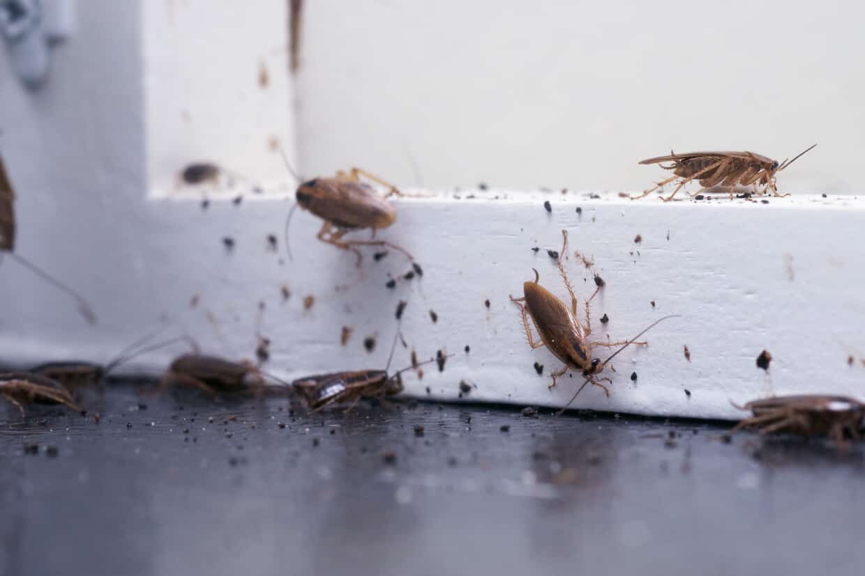 Cockroach Removal
