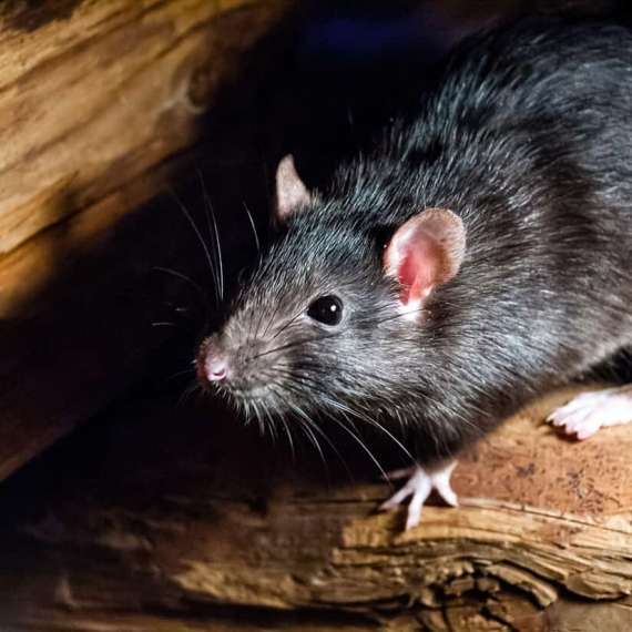 Rodent Control & Removal