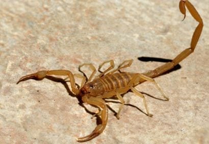 bark scorpion in Phoenix