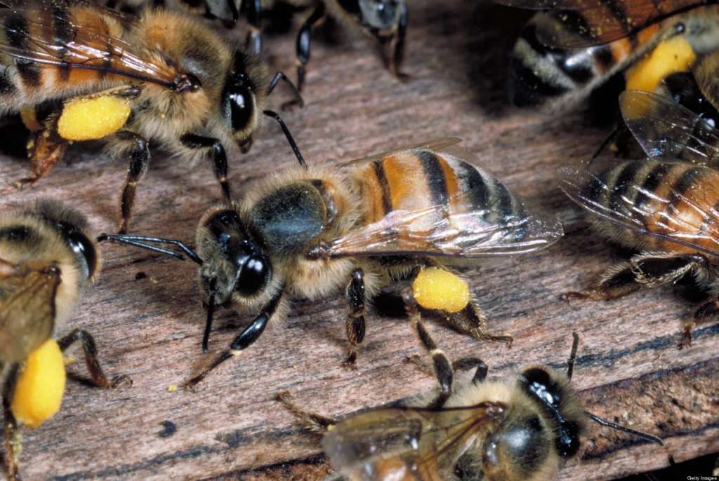 Africanized honey bee removal Phoenix
