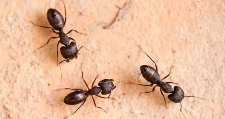 Argentine ant removal in arizona