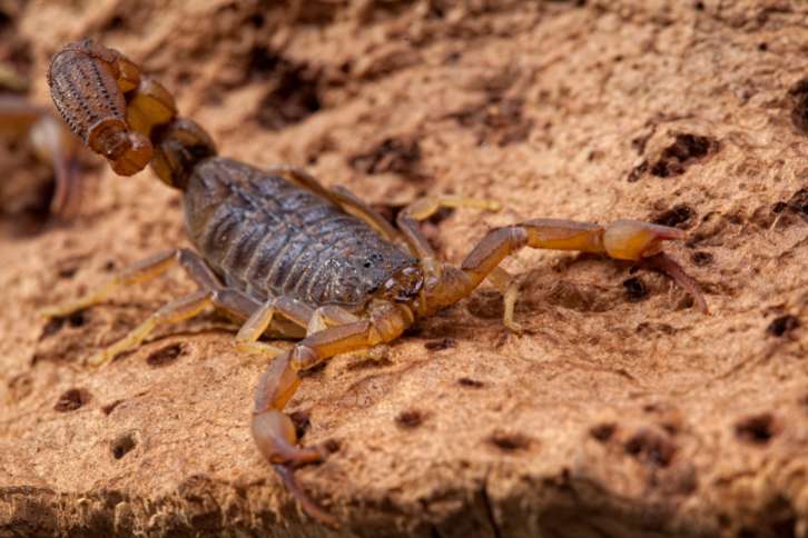 Scorpion Hot Spots In Arizona Bug Guardian Pest Prevention