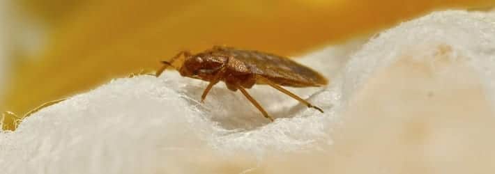 Bed Bug Removal