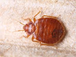 Bed bug in Phoenix