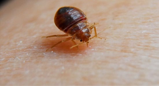 Bed Bug Removal