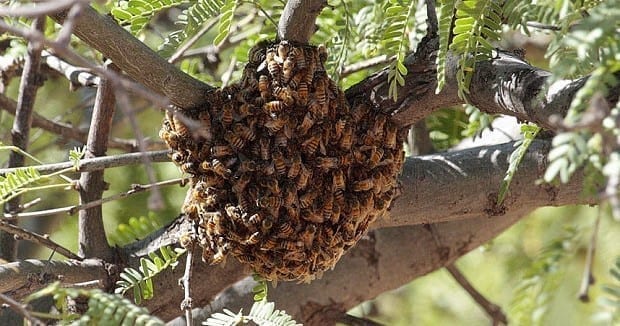 fresh honey comb  Tri-City Bee Rescue