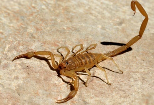 Phoenix Scorpion Removal
